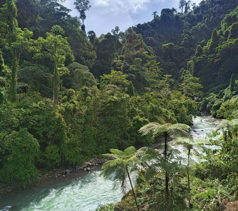Photo of Others in Bukit Lawang