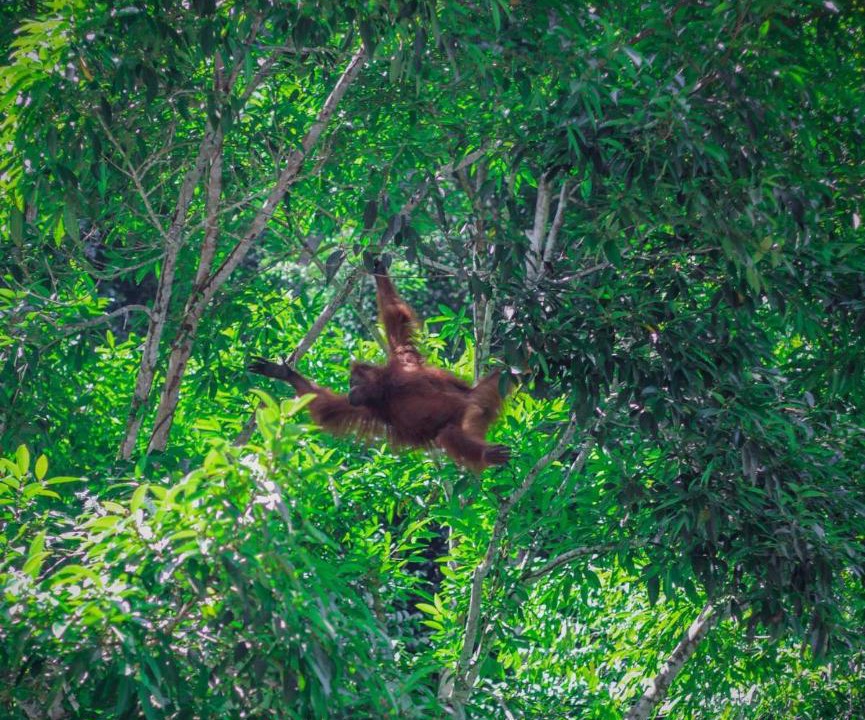 Photo of Others in Bukit Lawang
