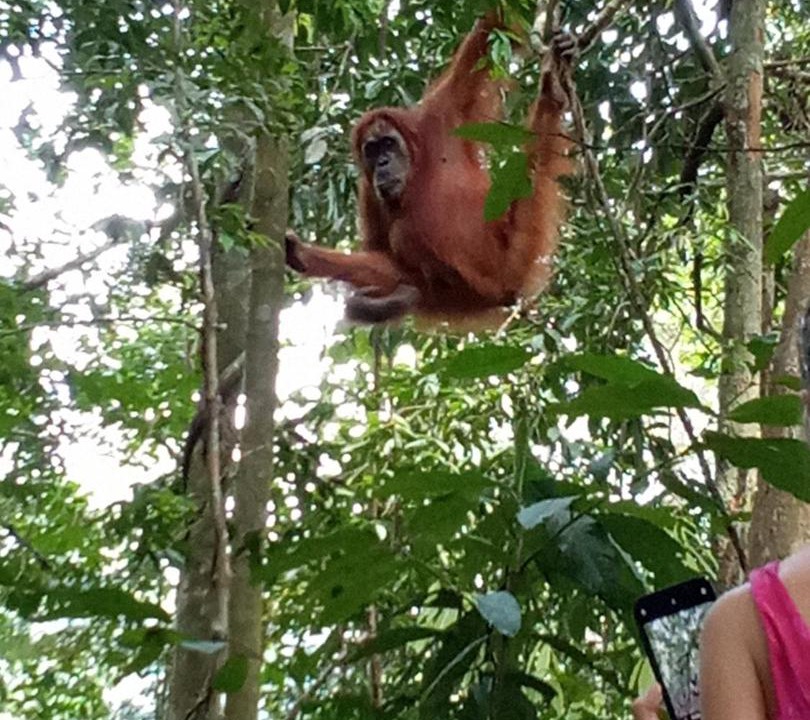 Photo of Others in Bukit Lawang