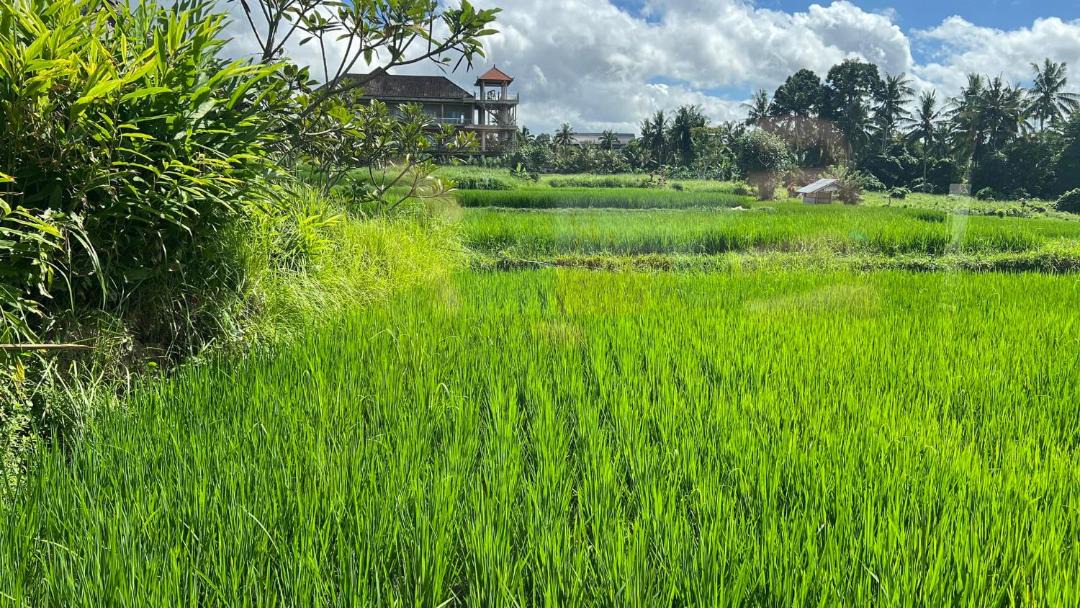 Photo of Others in Kutuh Kaja