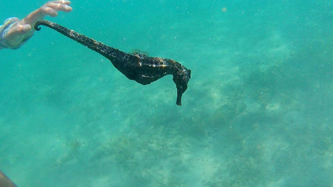 Photo of Others in Gili Gede