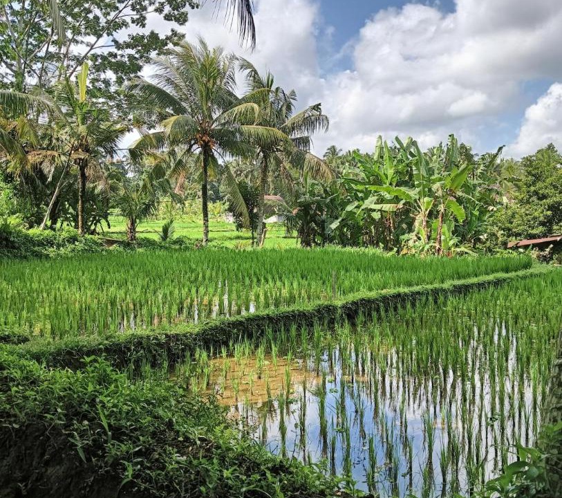 Photo of Others in Melayang