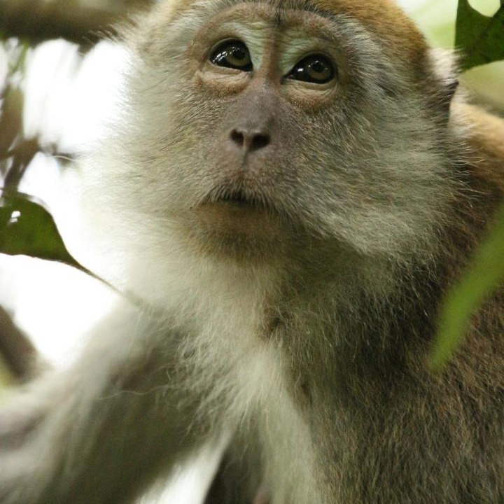 Photo of Others in Bohorok