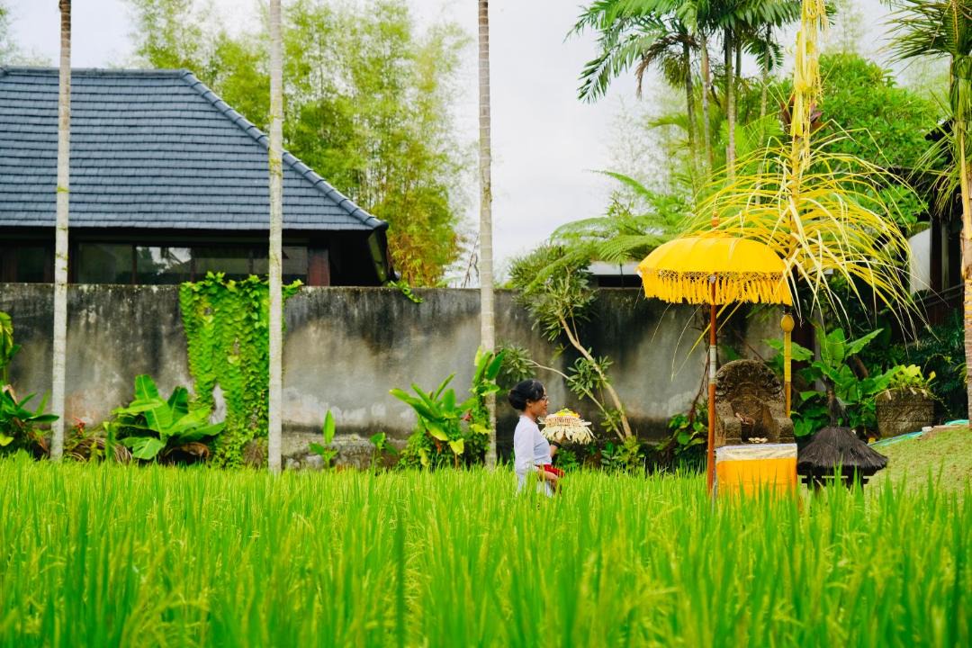 Photo of Others in Nyuh Kuning