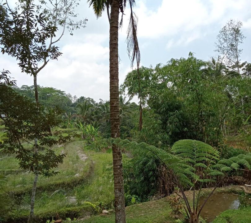 Photo of Others in Wongaya Gede