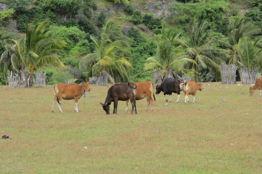 Photo of Others in Rote Island