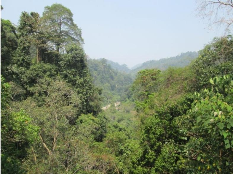 Photo of Others in Bukit Lawang