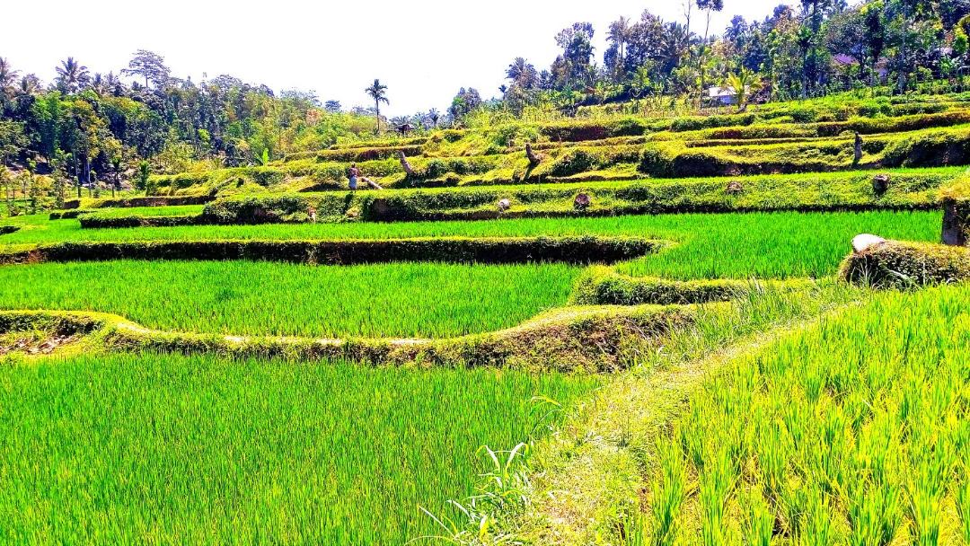 Photo of Others in Tetebatu