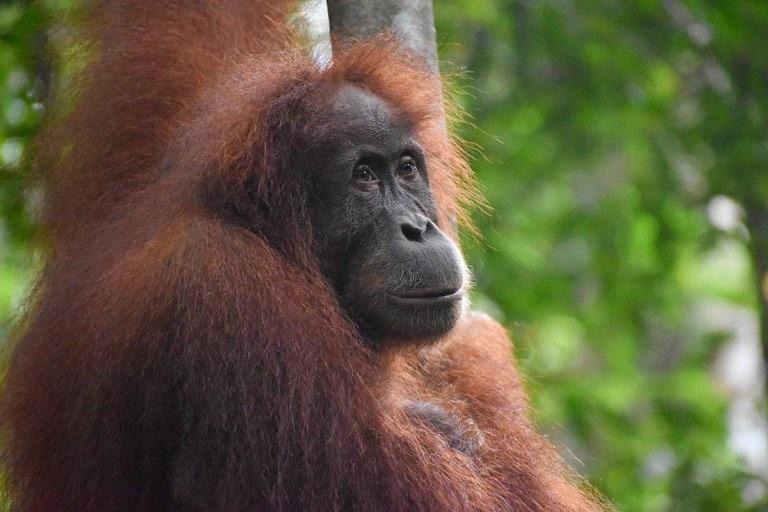 Photo of Others in Bukit Lawang