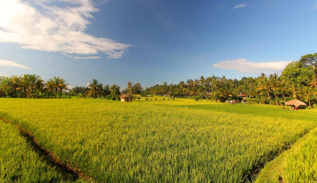 Photo of Others in Kedewatan