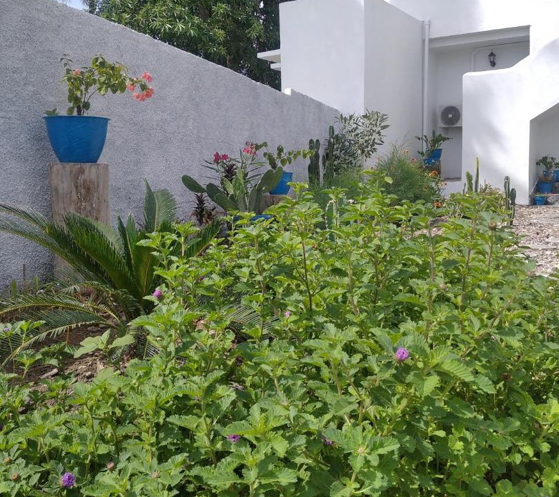 Photo of Others in Sikka