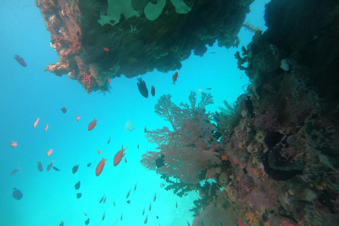 Photo of Others in Raja Ampat