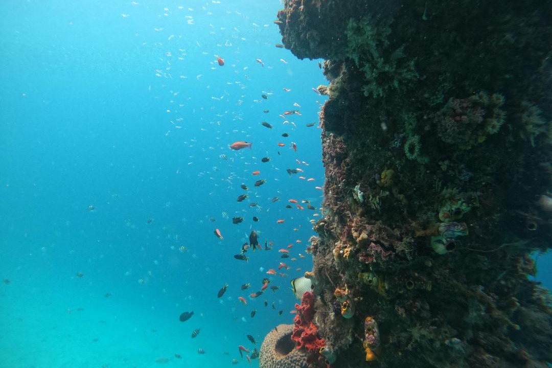 Photo of Others in Raja Ampat