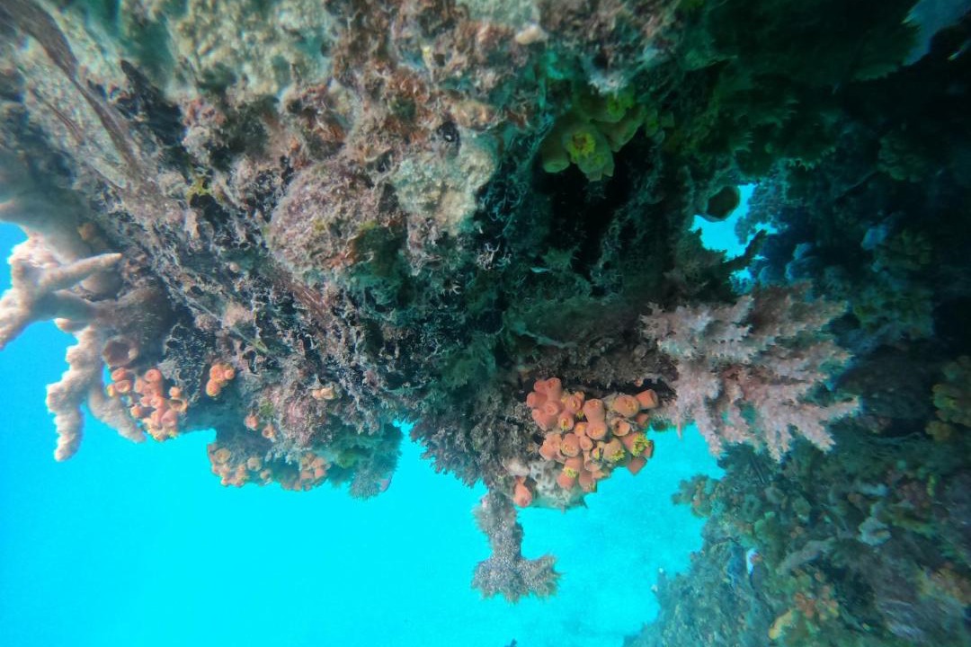 Photo of Others in Raja Ampat