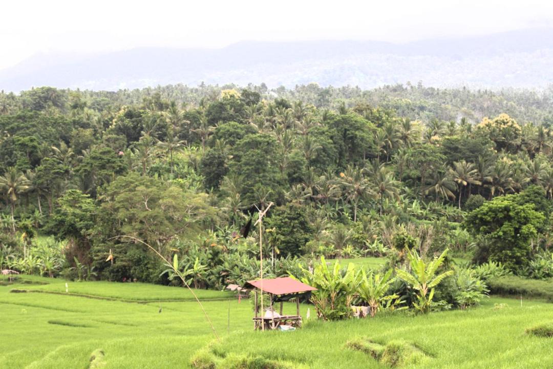 Photo of Others in Medewi