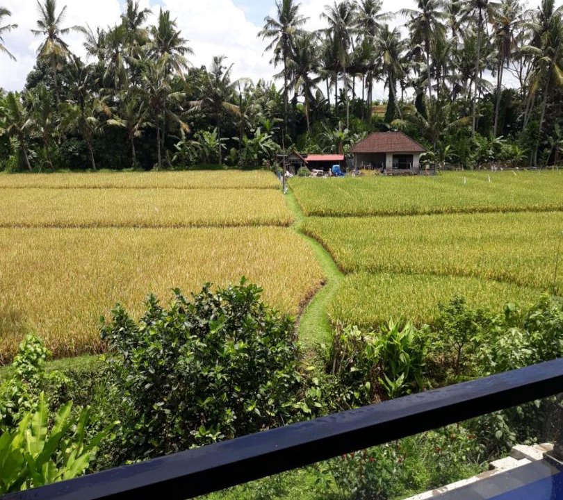 Photo of Others in Kemenuh