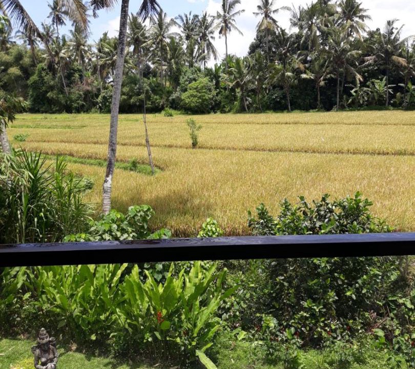 Photo of Others in Kemenuh