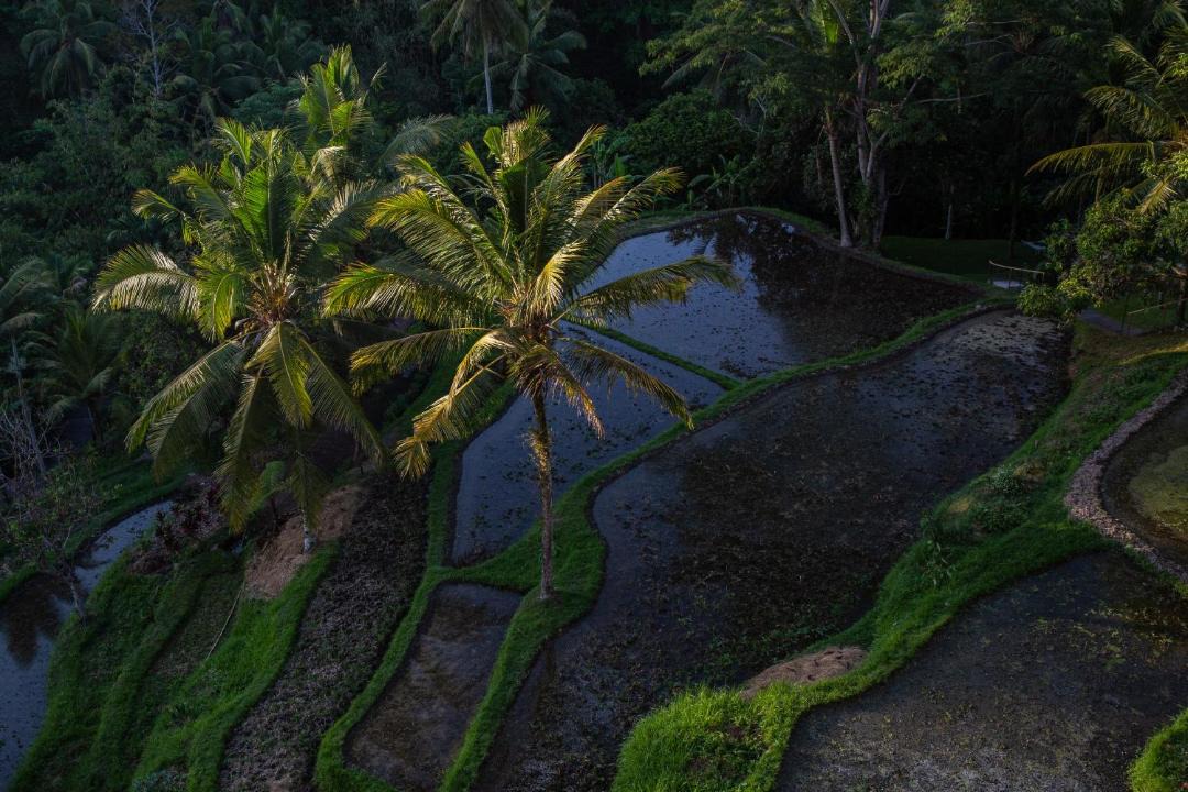 Photo of Others in Ubud City-Centre