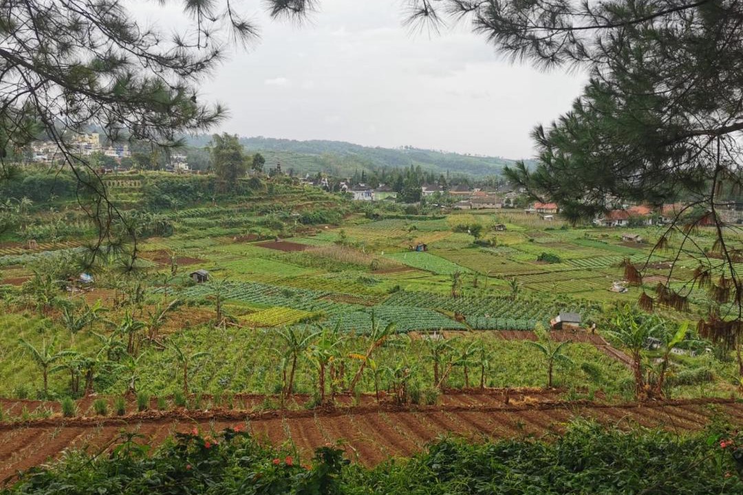 Photo of Others in Cipanas