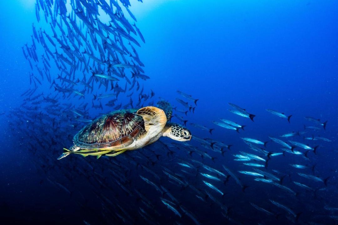 Photo of Others in Pulau Unauna