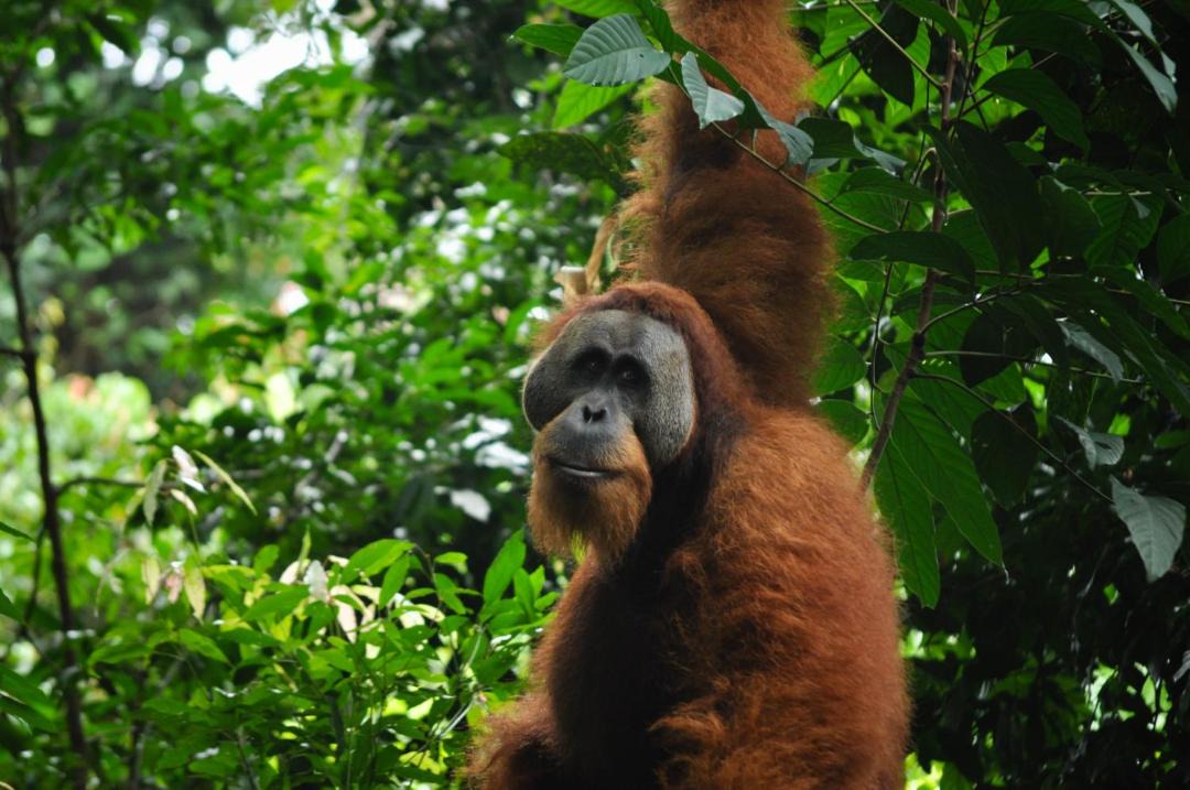 Photo of Others in Bukit Lawang