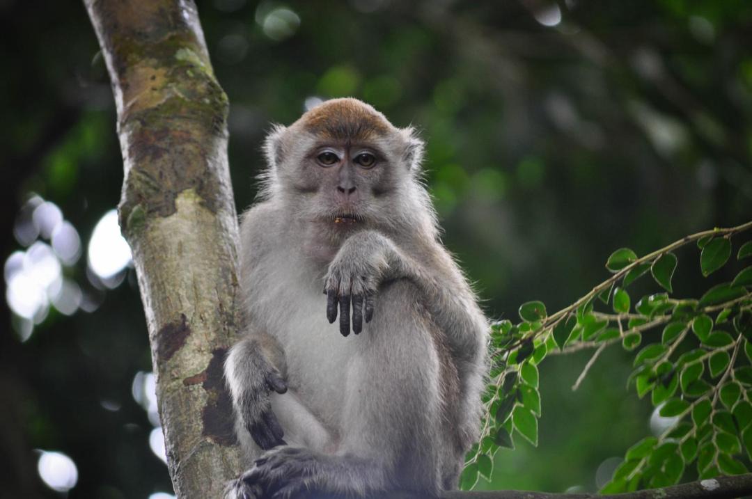 Photo of Others in Bukit Lawang
