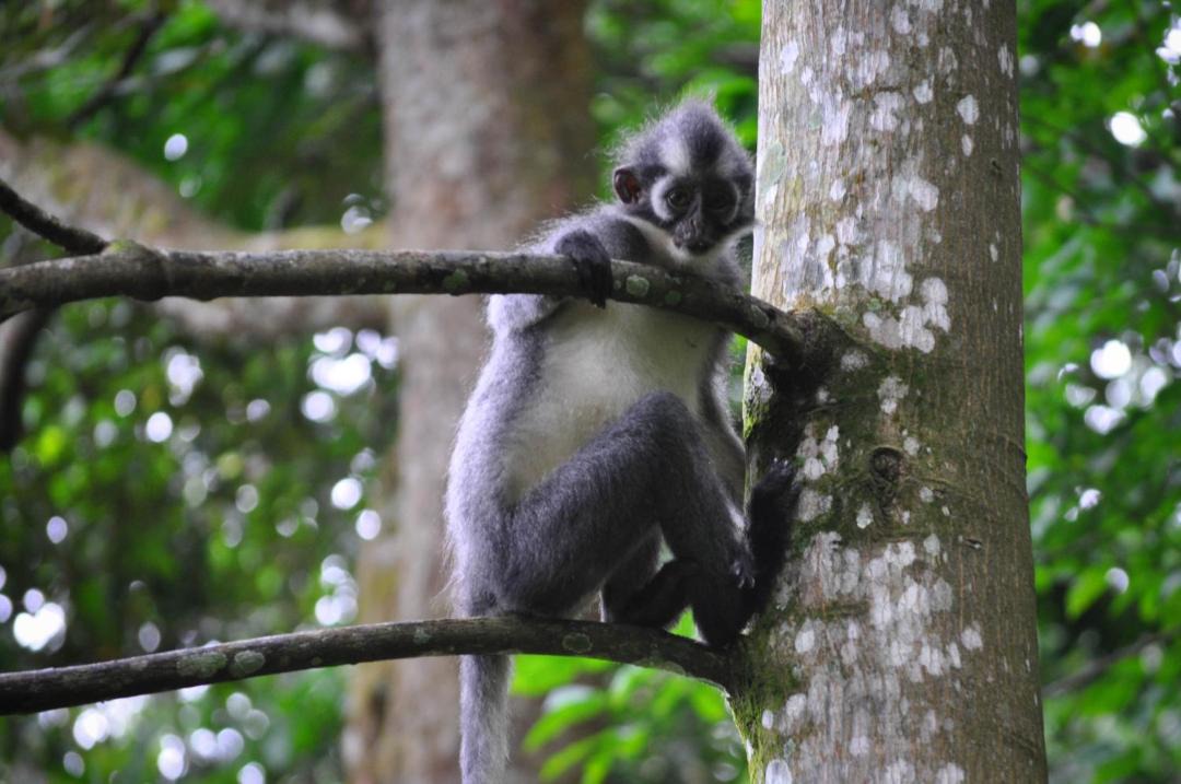 Photo of Others in Bukit Lawang