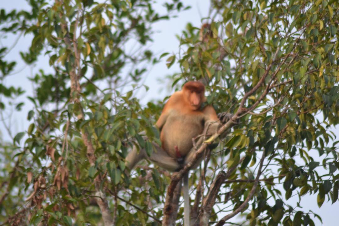 Photo of Others in Kumai