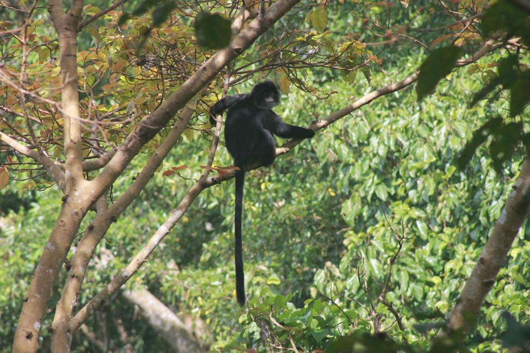 Photo of Others in Tetebatu