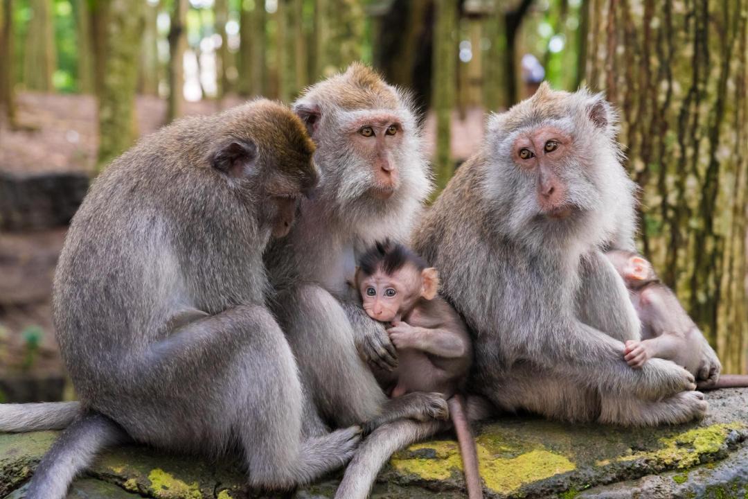 Photo of Others in Candi Dasa