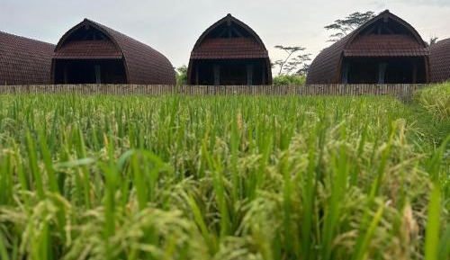 One Bedroom Villa with Rice Field View
