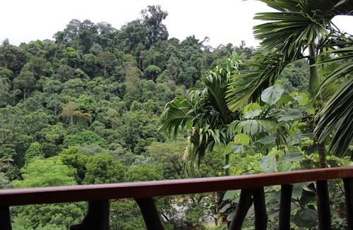 Batang Serangan House | Mountain View Cottages & Villa Tangkahan