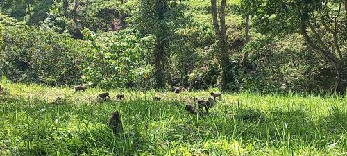Tetebatu Bed & Breakfast | Tetebatu Sasak House Bungalow