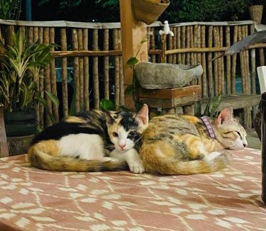 Karimunjava House | Alianna Homestay
