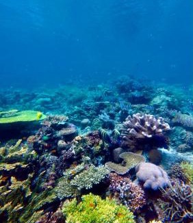 Raja Ampat House | Mangrove Reef Guest House