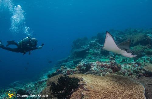 Sumbawa Barat Boat Rental | Kertasari Dive Bay
