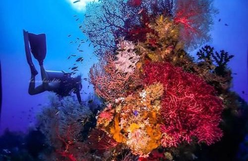 Waisai Hotel | AFU Resort Raja Ampat