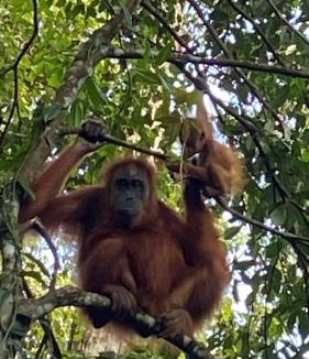 Bukit Lawang House | GRANDMA GUEST HOUSE including jungle Trek