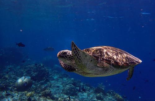 Bunaken House | 4 Sisters Divers
