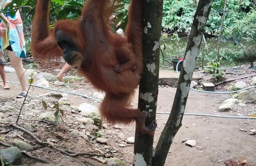 Bukit Lawang Hostel | jungle trekking& jungle tour only stay here if you are and you must booking jungle trekking with us & transport