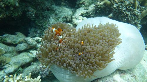 Raja Ampat House | Novella Homestay
