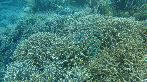 Raja Ampat House | Novella Homestay