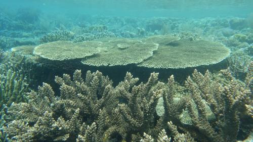 Raja Ampat House | Novella Homestay