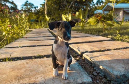 Southwest Sumba Hostel | Pemimpi Sumba