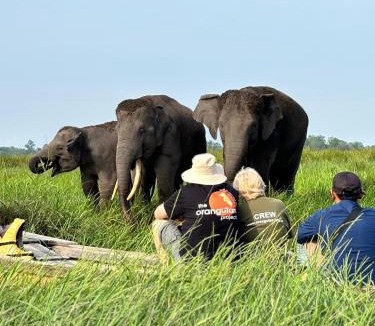 Labuhan Ratu Cabin | Satwa Elephant Ecolodge