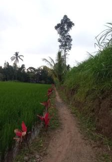 Tetebatu Bed & Breakfast | Tetebatu Sasak House Bungalow