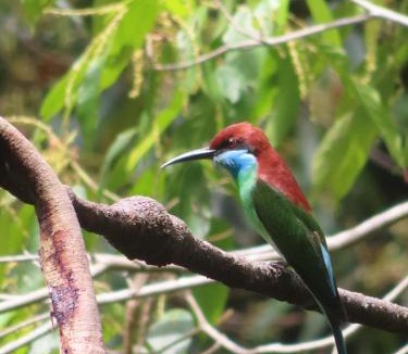Bukit Lawang House | Sumatra Happy Track Tour Guest House & Jungle Trekking
