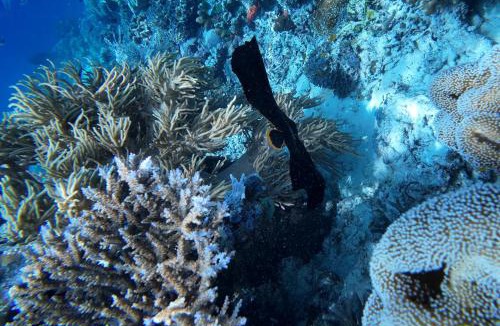 Raja Ampat House | Naviza Homestay