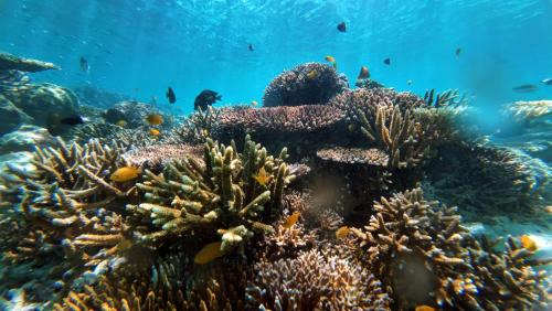 Pulau Fam House | Rosye homestay raja ampat