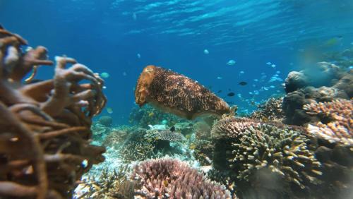 Pulau Fam House | Rosye homestay raja ampat
